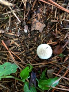 common puffball