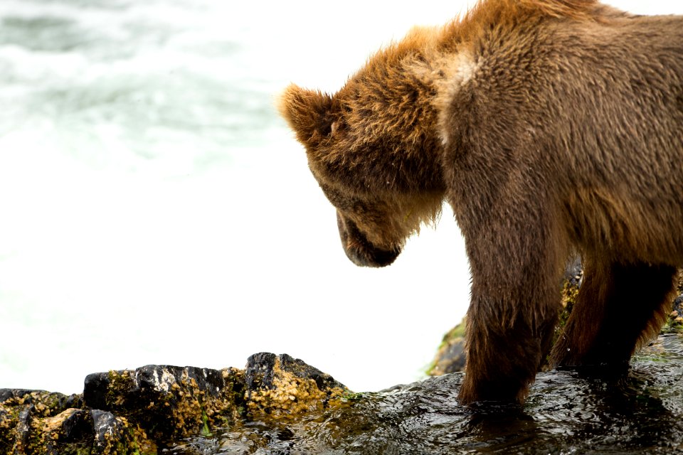 Checking for salmon