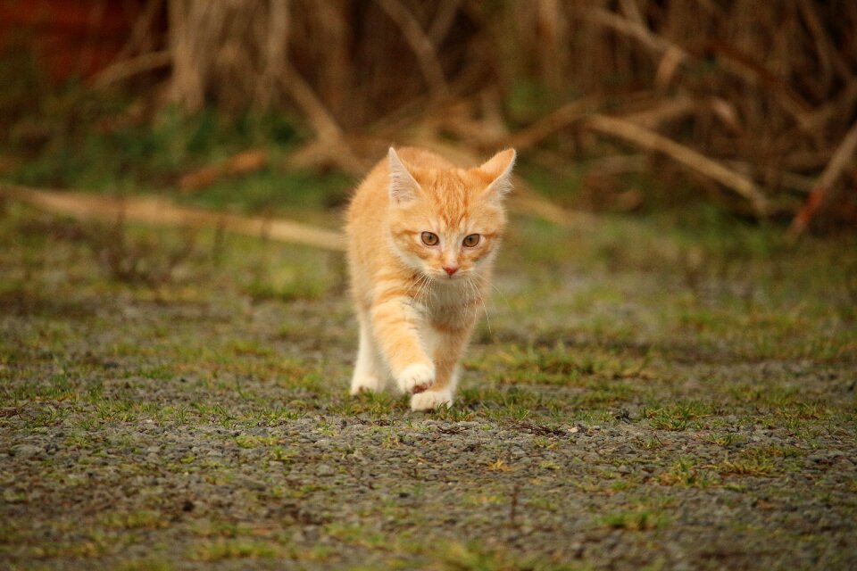 Red mackerel tabby mackerel young cat