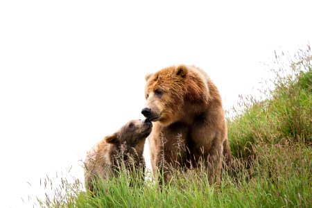 Kodiak brown bear sow and cub