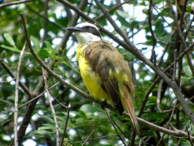 Pitangus sulphuratus