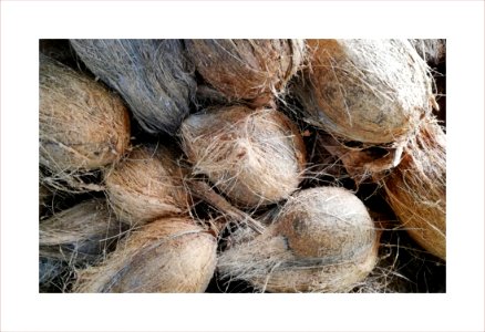 Coconuts without husks
