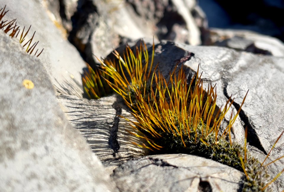 Moss in a limestone crack
