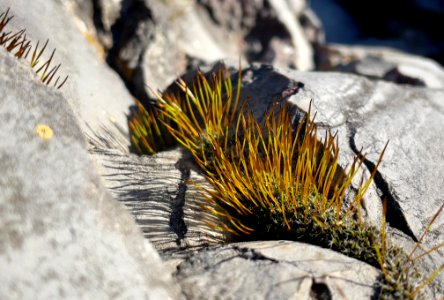 Moss in a limestone crack photo