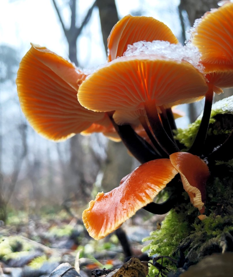 Mushrooms with snow