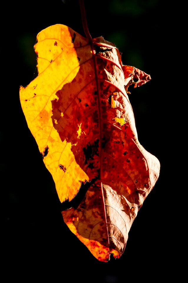 Sunlit tree orange