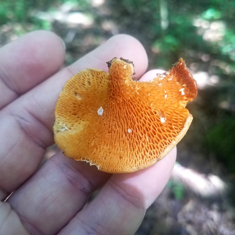 Hexagonal-pored polypore (Polyporus alveolaris)