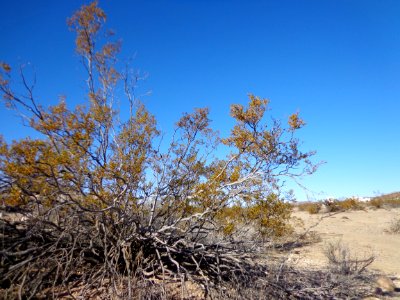 Desert Landscape