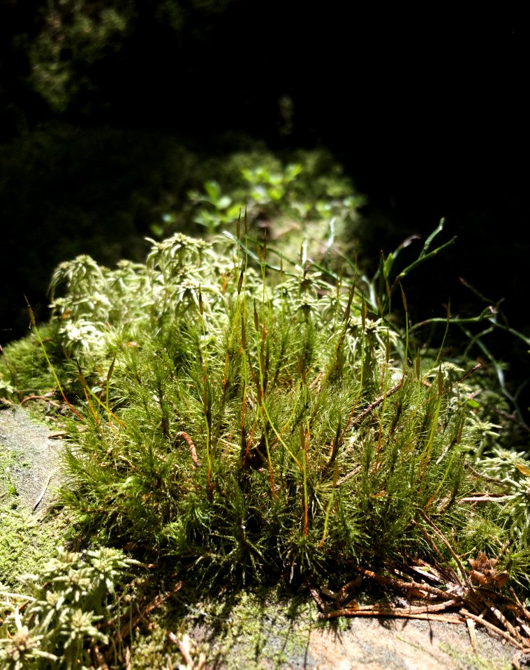 Little moss garden