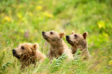 Sow and cubs getting the scent