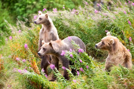 Sow and cubs safe on the island