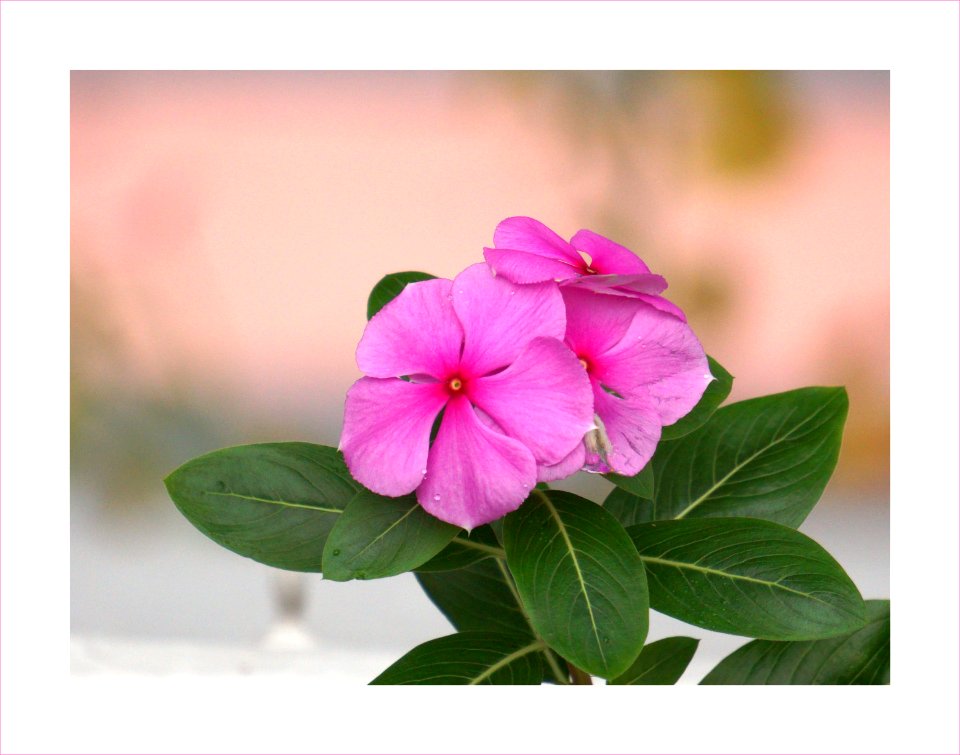 Umbrella flowers