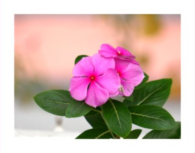 Umbrella flowers