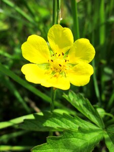 Septfoil wildflower flora