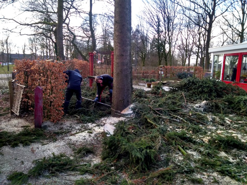 Fijnspar kleingemaakt en opgeruimd