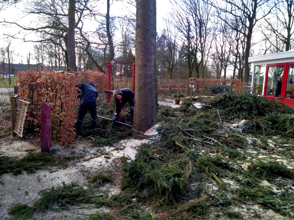 Fijnspar kleingemaakt en opgeruimd photo