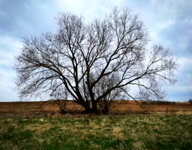 A lone tree photo