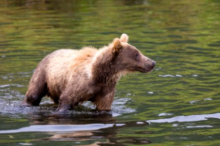 Kodiak brown bear cub