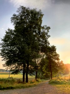 Morning light