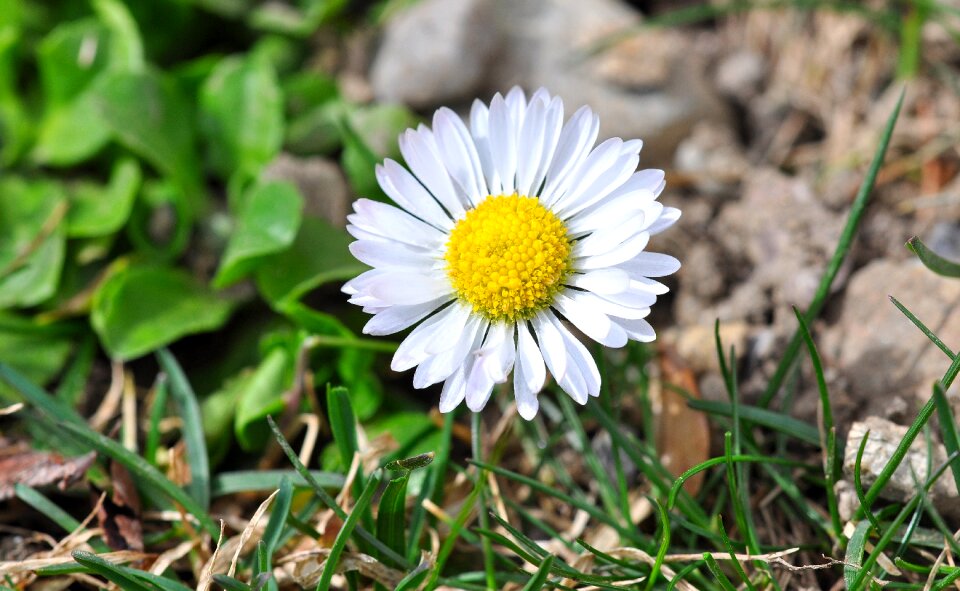 Blossom bloom white
