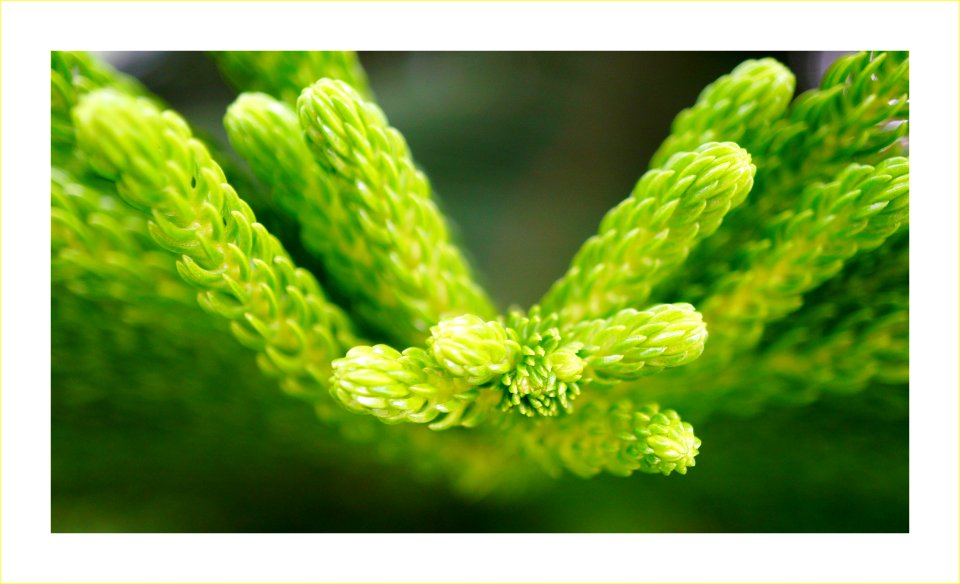 Norfolk Island pine