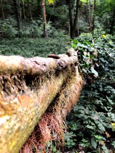 Ivy plant killed the tree.