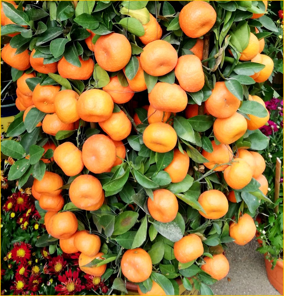 Lime plant for lunar new year