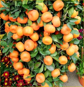 Lime plant for lunar new year photo