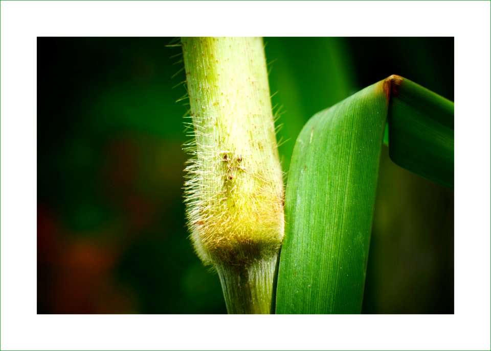 Sugar cane plant