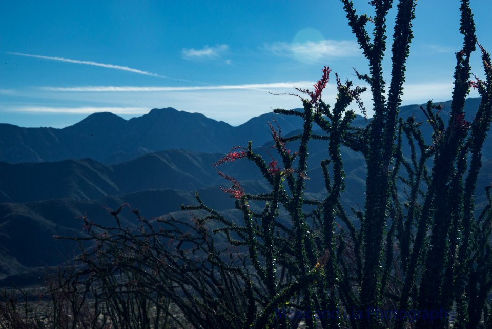 Borrego Springs Superbloom 4 photo