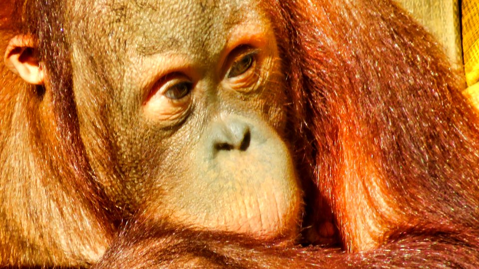 Orangutan photo