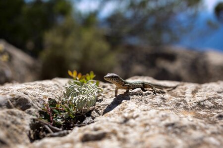 Reptile nature green photo