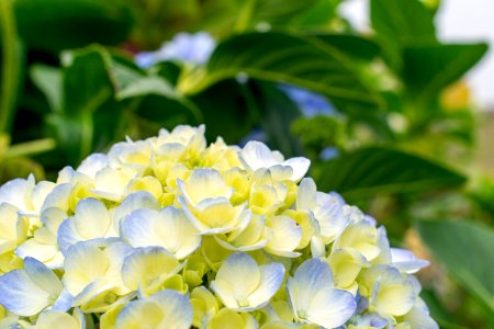 hortensia - plantas serranía del perijá photo