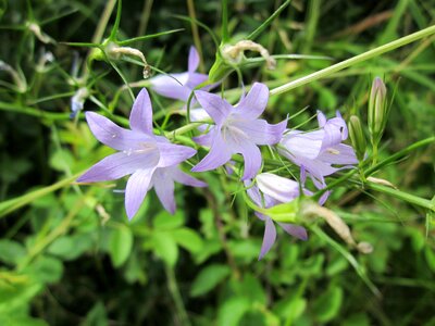 Rover bellflower wildflower flora