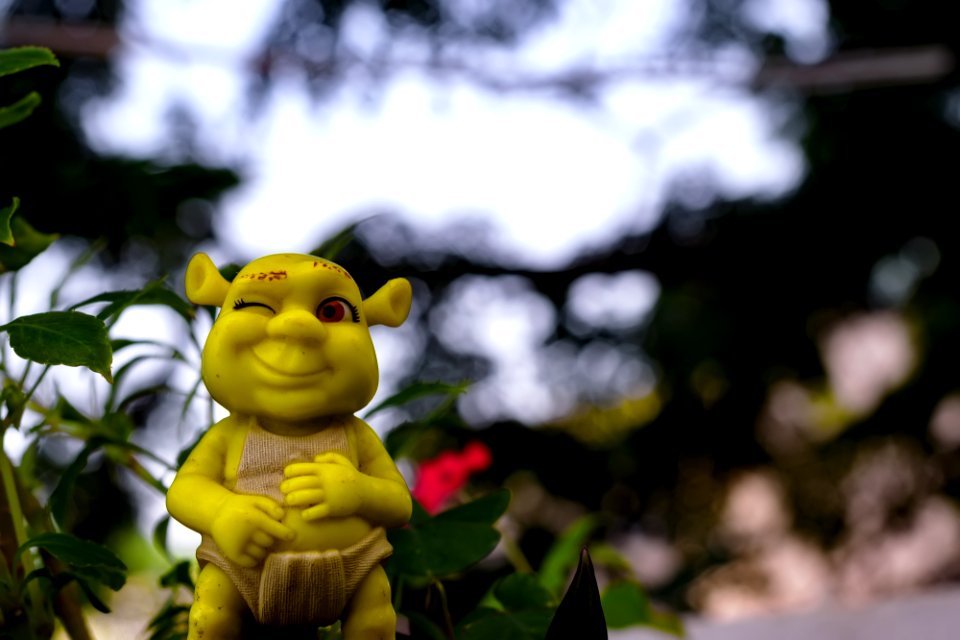 Wild Shrek | i am wild photo