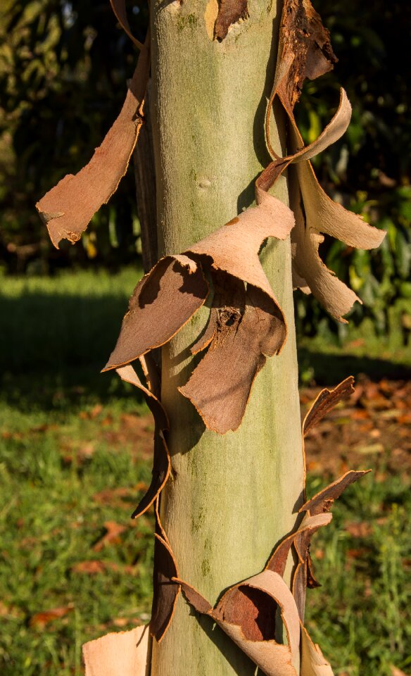 Brown green tree
