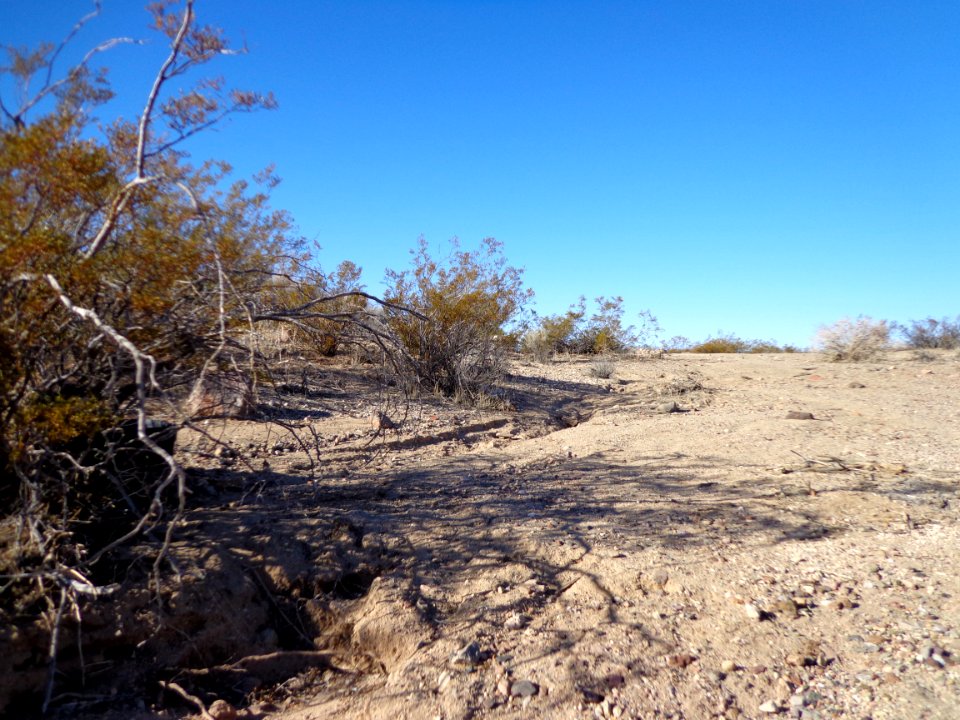 Desert Landscape