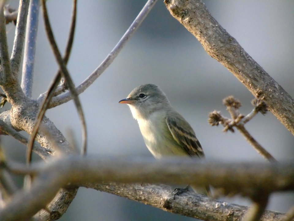 Camptostoma obsoletum