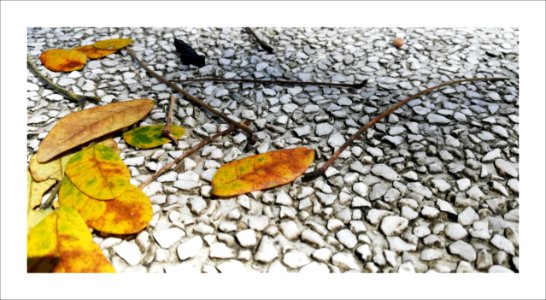 Fallen leaves on rock table
