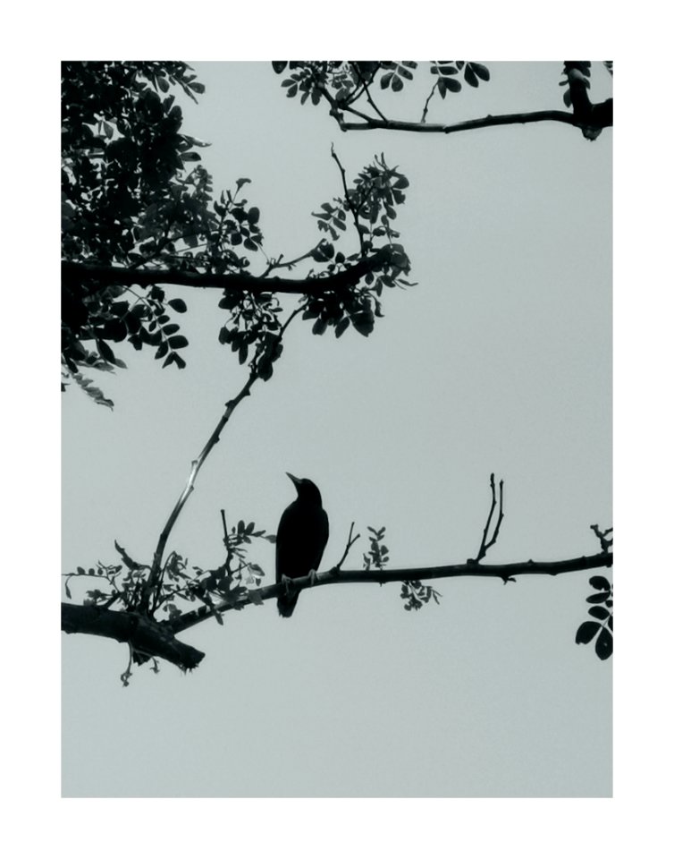 Bird watches the world goes by