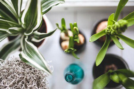 Bottle decor zen