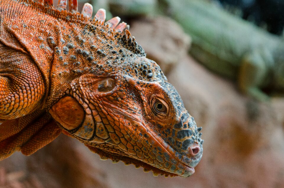 Nature reptile wild