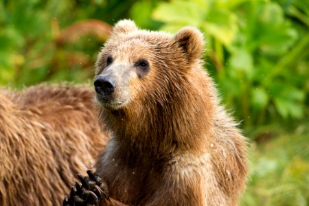 Skeptical cub