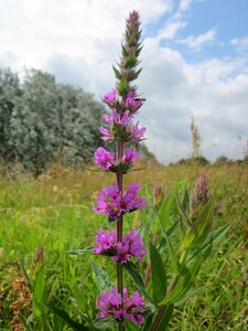 Purple lythrum wildflower flora photo