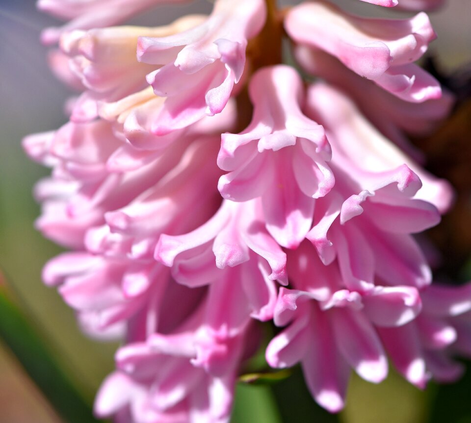 Pink pink flower spring flower