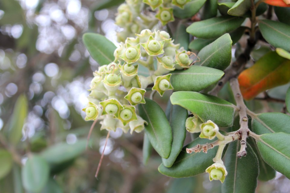 Flor silvesrte