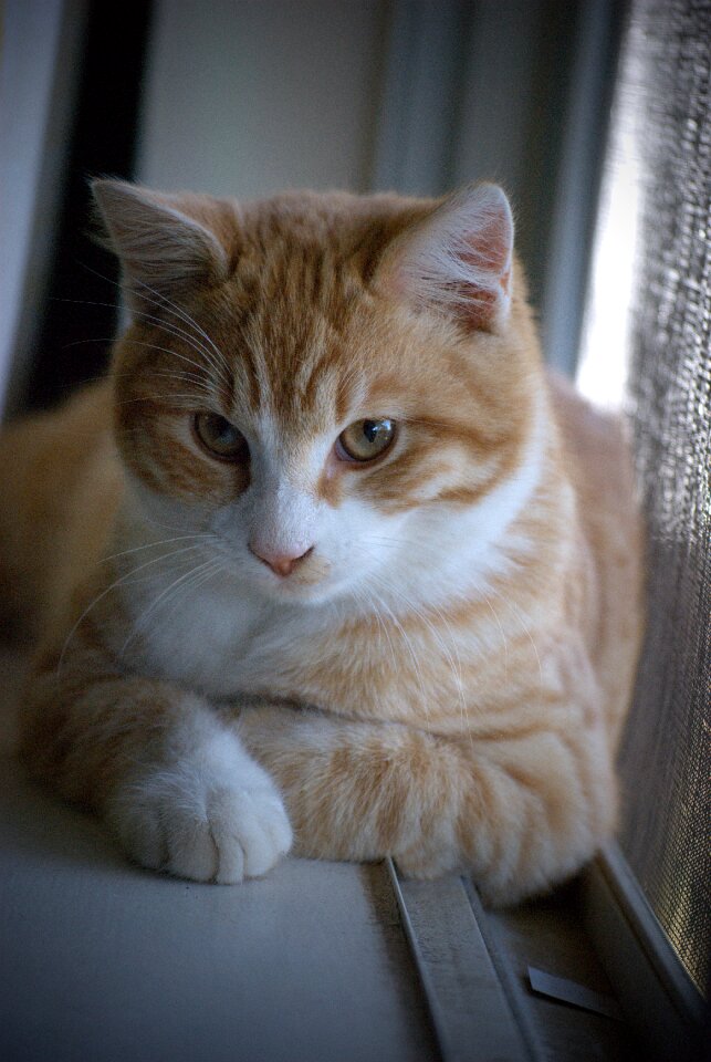 Feline domestic white