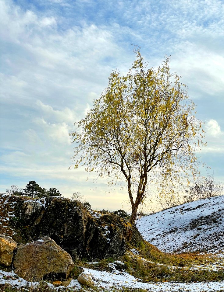 A willow in an old quarry