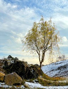 A willow in an old quarry photo