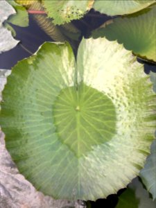 Lotus Leaf photo